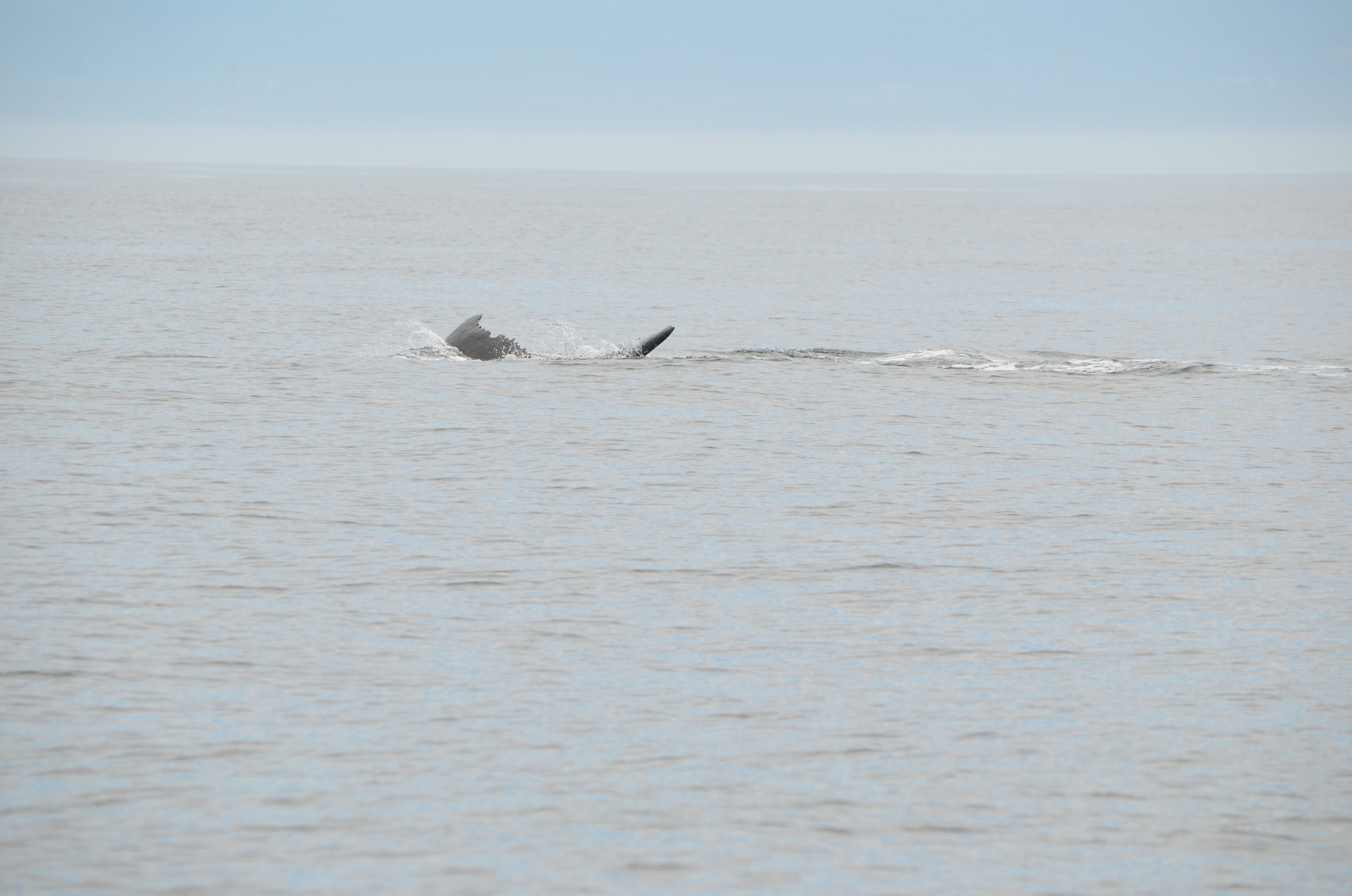 photos/wildlife/Mammal_Species/Humpback Whale/DSC_0089.JPG